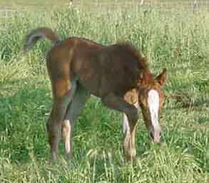 Azrias Desert Breeze (pending) at 11 days of age.